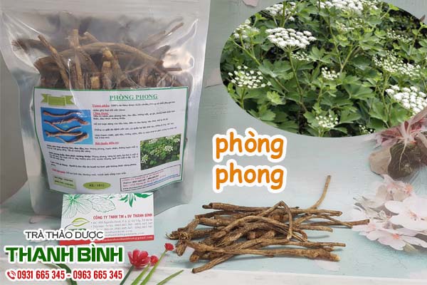 Phòng phong Thảo dược Thanh Bình