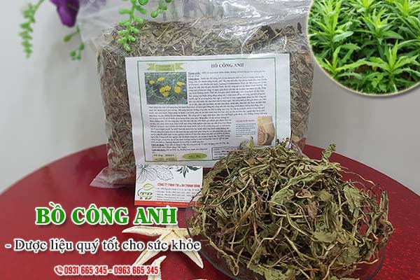 Bồ công anh Thảo Dược Thanh Bình