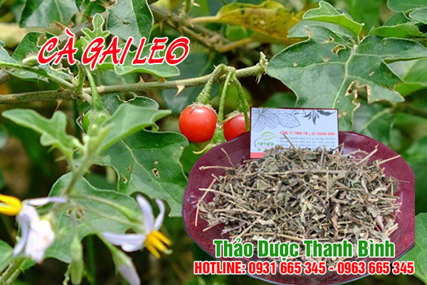 ca-gai-leo-thanh-binh-1