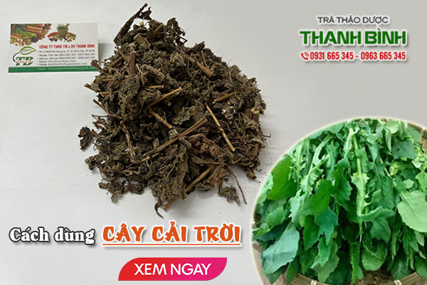 Cây cải trời Thảo Dược Thanh Bình