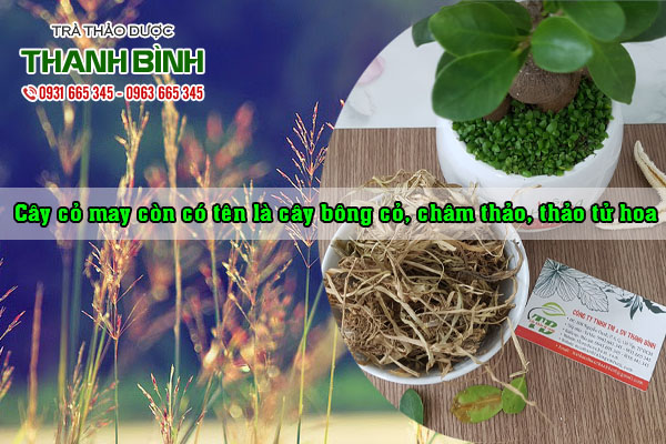 cay-co-may-kho-tai-thao-duoc-thanh-binh