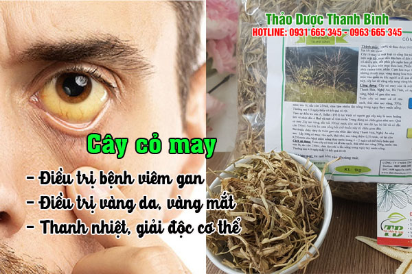 cay-co-may-thanh-binh