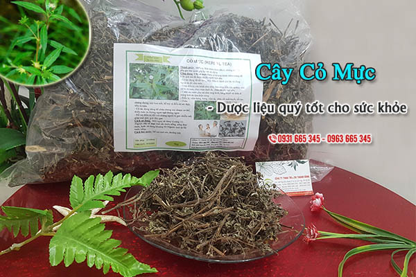 Cây cỏ mực Thảo Dược Thanh Bình