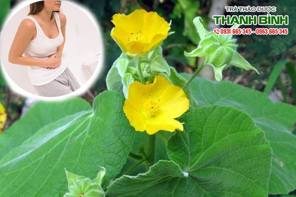 cay-coi-xay-thanh-binh
