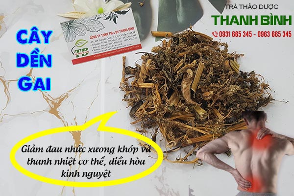 cay-den-gai-thao-duoc-thanh-binh