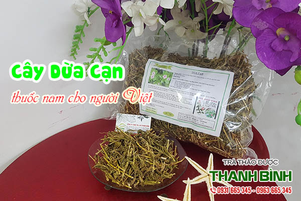 cây dừa cạn thảo dược thanh bình