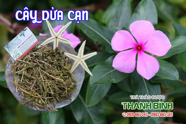 cay-dua-can-kho-thao-duoc-thanh-binh-1