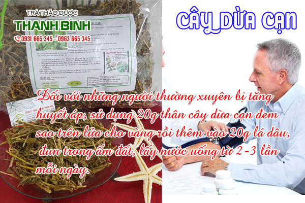 cay-dua-can-kho-thao-duoc-thanh-binh-2
