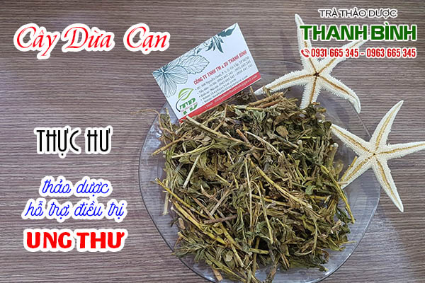cây dừa cạn thảo dược thanh bình
