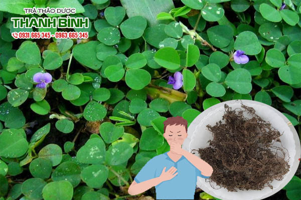 cay-han-the-kho-thao-duoc-thanh-binh