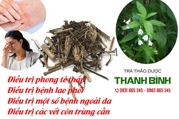 cay-kien-co-thanh-binh-1