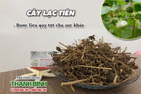 Cây lạc tiên Thảo Dược Thanh Bình