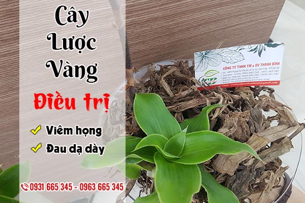 cay-luoc-vang-thanh-binh