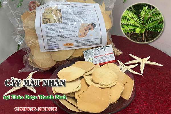 Cây mật nhân Thảo Dược Thanh Bình
