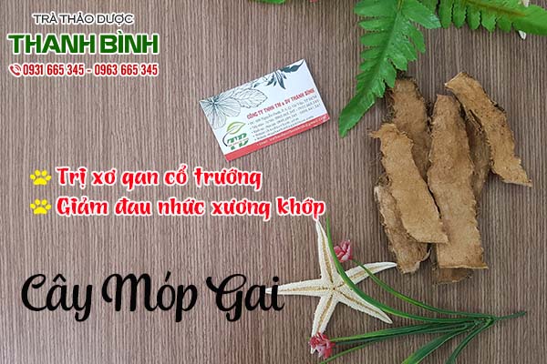 cay-mop-gai-thanh-binh