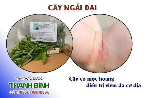 Cây ngải dại Thảo Dược Thanh Bình