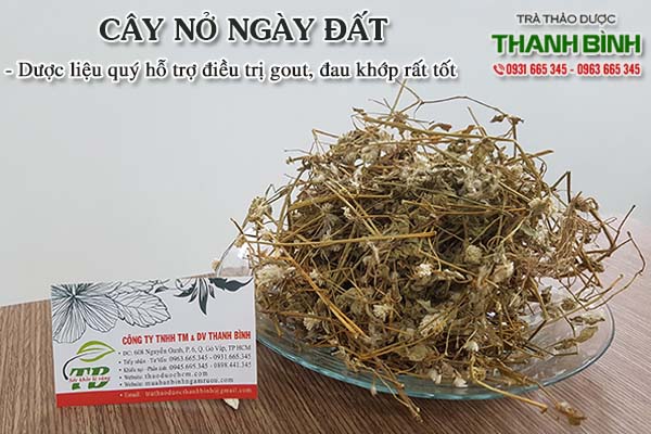 Cây nở ngày đất Thảo Dược Thanh Bình