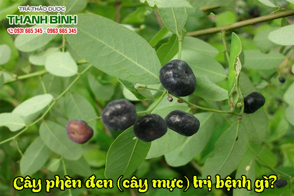 cay-phen-den-kho-thao-duoc-thanh-binh