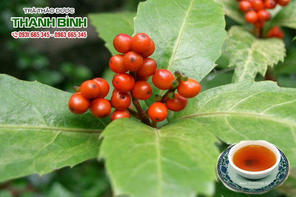 cay-soi-rung-thao-duoc-thanh-binh