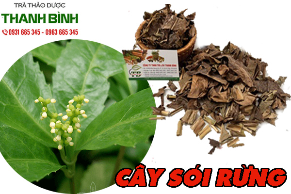 cay-soi-rung-thanh-binh