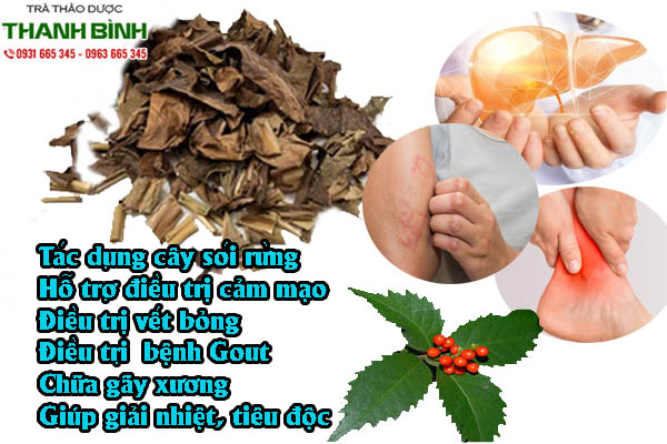 cay-soi-rung-thanh-binh-1