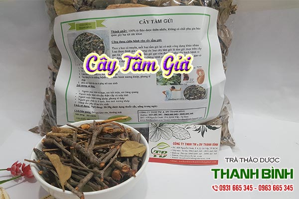 cay-tam-gui-thanh-binh