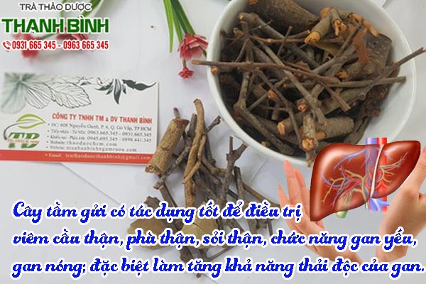 cay-tam-gui-thanh-binh-1