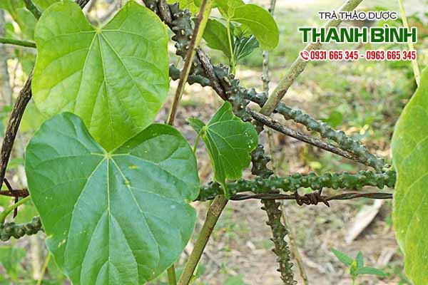 cay-than-thong-thanh-binh