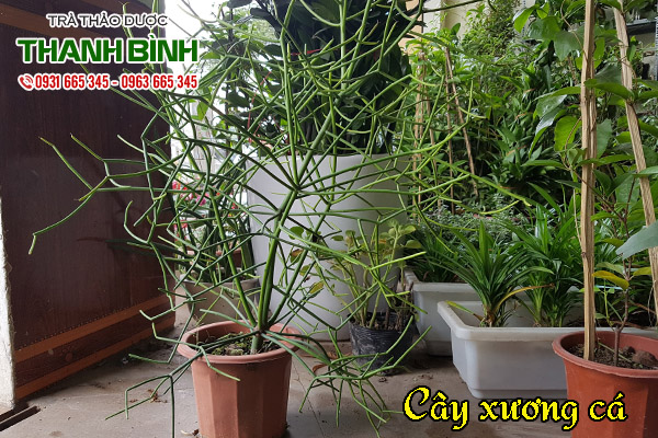 cay-xuong-ca-thanh-binh