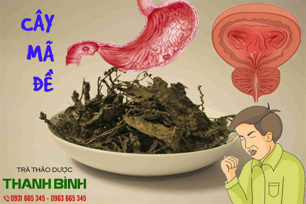 cay-ma-de-thanh-binh