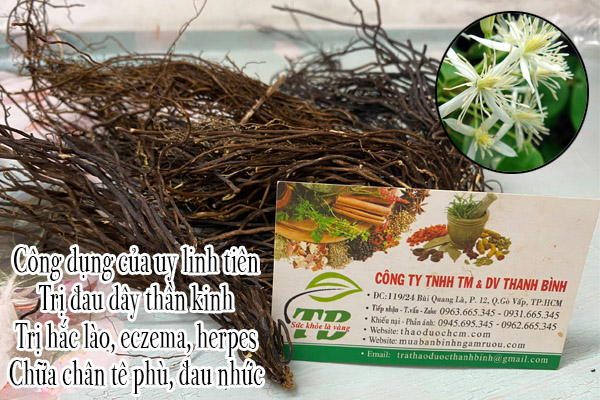 Uy Linh Tiên Thảo dược Thanh Bình
