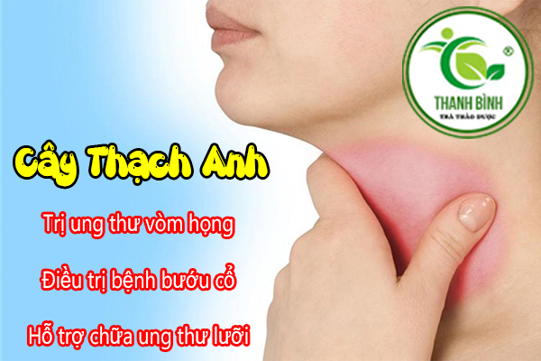 Cây Thạch Anh Thảo dược Thanh Bình