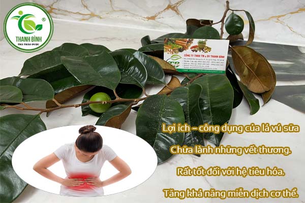 Lá Vú Sữa Thảo dược Thanh Bình