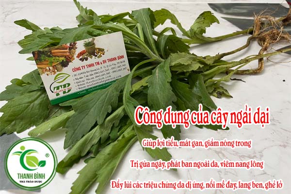 Cây Ngải Dại Thảo dược Thanh Bình