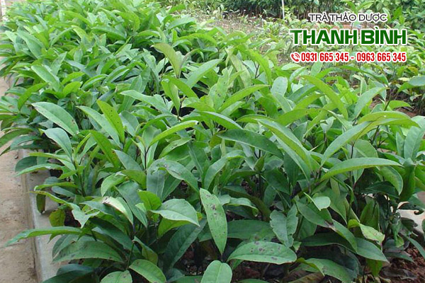 che-dang-cao-bang-thanh-binh