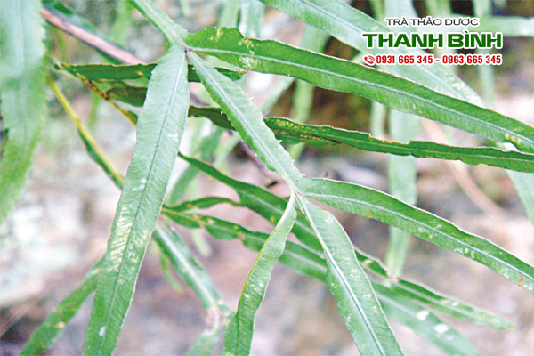co-seo-ga-kho-thanh-binh