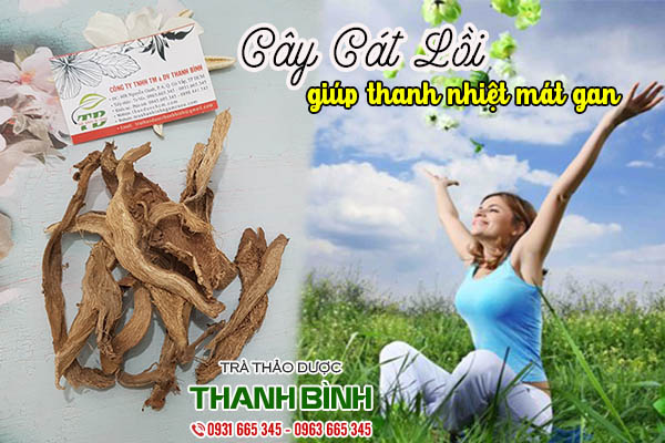 cay-cat-loi-thao-duoc-thanh-binh