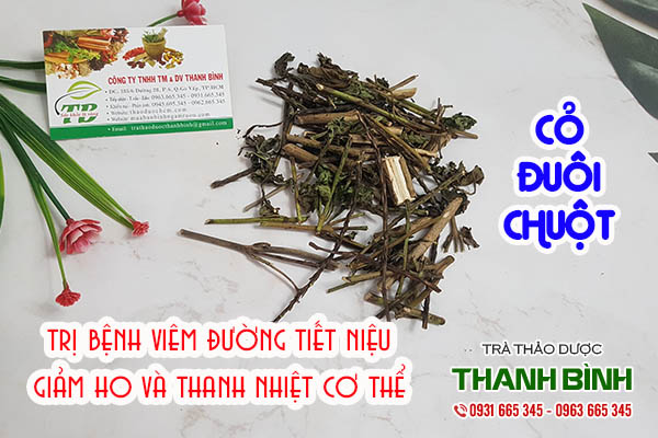 cay-duoi-chuot-thanh-binh-2