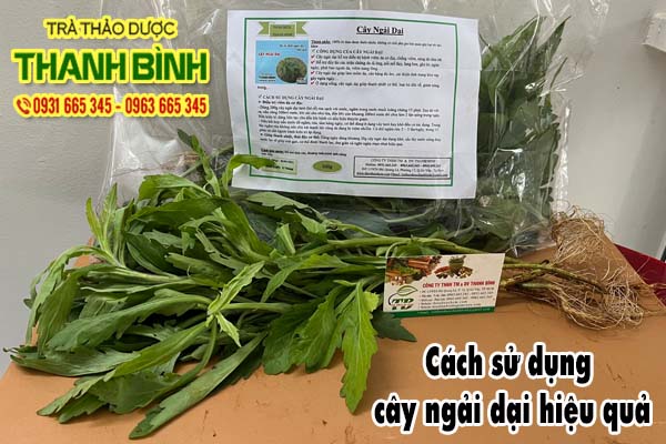 Cây Ngải Dại Thảo dược Thanh Bình