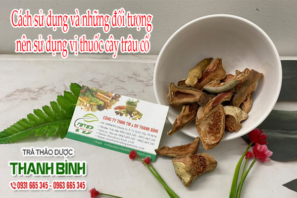 Cây Trâu Cổ Thảo dược Thanh Bình