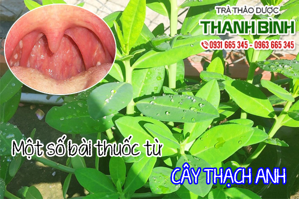 Cây Thạch Anh Thảo dược Thanh Bình