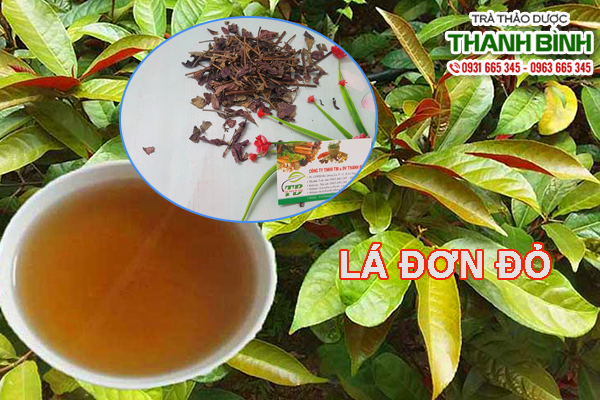 la-don-do-thao-duoc-thanh-binh