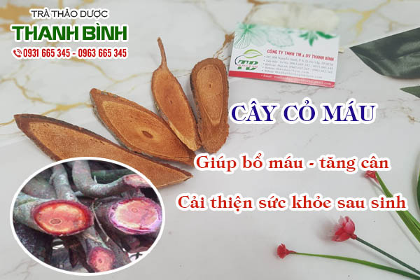 Cây cỏ máu Thảo dược Thanh Bình