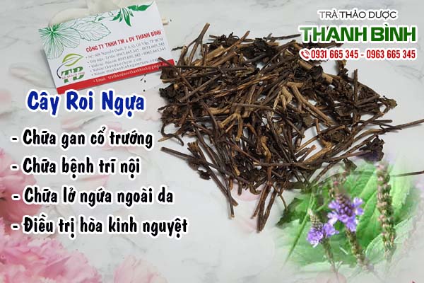 Cây roi ngựa Thảo dược Thanh Bình