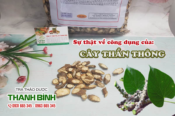 Cây thần thông Thảo dược Thanh Bình