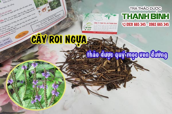 Cây roi ngựa Thảo dược Thanh Bình