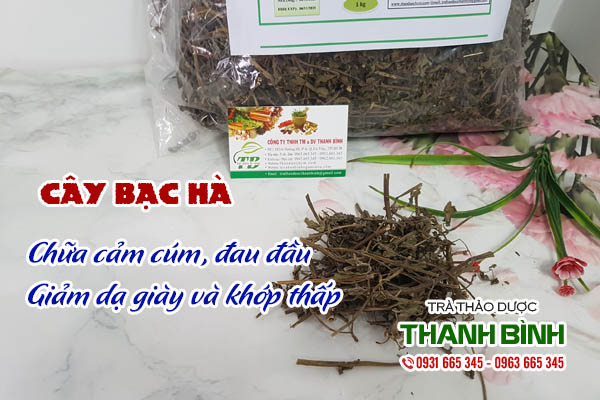 Cây bạc hà Thanh Bình