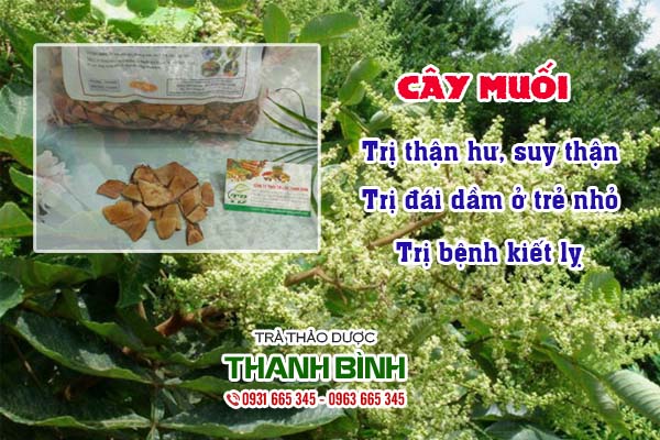 Cây muối Thảo dược Thanh Bình