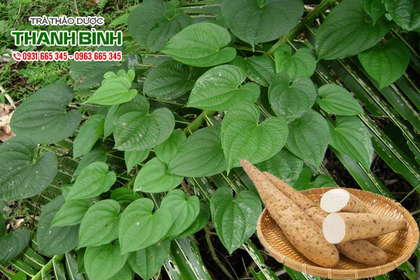 hoai-son-kho-thao-duoc-thanh-binh