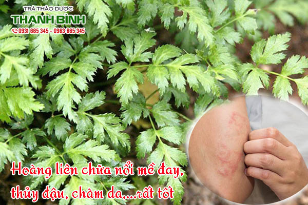 hoang-lien-thanh-binh